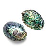 Natural Abalone Shell/Paua ShellDecoration X-SSHEL-F0005-01-2