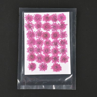 Pressed Dried Flowers DIY-K032-58G-1