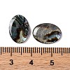 Natural Paua Shell Epoxy Resin Cabochons SSHEL-S279-01B-3