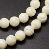 Shell Beads Strands X-SSHEL-E571-39-6mm-3