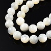 Natural White Shell Bead Strands SSHEL-N003-144H-01-3