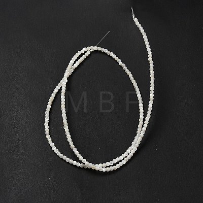 Natural White Shell Beads Strands SHEL-G014-14-1