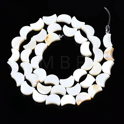 Natural Freshwater Shell Beads Strands SHEL-N026-151-1