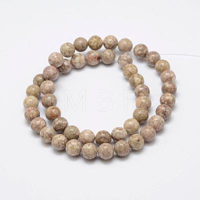 Natural Fossil Coral Beads Strands G-P325-01-8mm-1