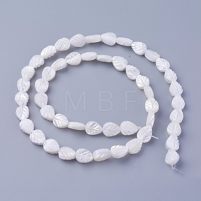 Shell Beads Strands SSHEL-E571-33-1