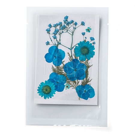 Pressed Dried Flowers DIY-F076-01A-1