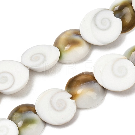 Natural Shiva Eye Shell Beads Strands SHEL-G021-01A-1