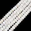 Natural Freshwater Shell Beads Strands SHEL-C010-04A-02-1