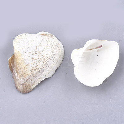 Natural Trochid Shell/Trochus Shell Beads SSHEL-S258-44-1