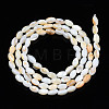 Natural Freshwater Shell Beads Strands SHEL-N003-25-C01-2
