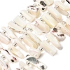 Natural Trochid Shell/Trochus Shell Beads Strands BSHE-A002-03A-1