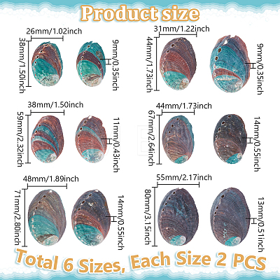 12Pcs 6 Styles Natural Abalone Shell Display Decorations DJEW-GA0001-69-1