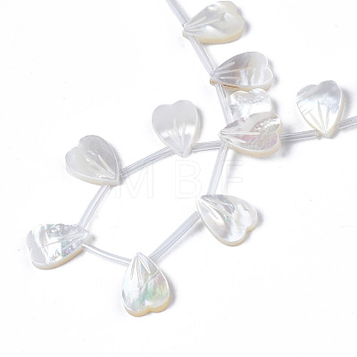 Natural White Shell Beads Strands SSHEL-S278-121B-01B-1