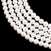 Electroplated Shell Pearl Beads Strands BSHE-C011-02-3