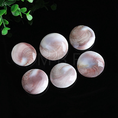 Natural Conch Shells Round Decorations PW-WG89460-01-1