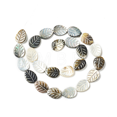 Natural Black Lip Shell Beads Strands SHEL-F004-06-1