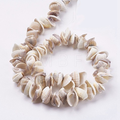 Natural Ark Shell Beads Strands BSHE-K012-06-1