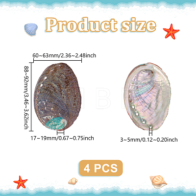 Natural Abalone Shell Display Decoration FIND-WH0817-038A-1