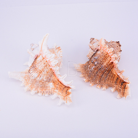 Natural Shell Display Decorations SSHEL-WH0001-19-1