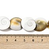 Natural Shiva Eye Shell Beads Strands SHEL-G021-01C-4