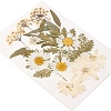 Pressed Dried Flowers DIY-YWC0001-100-4