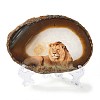 Printed Natural Agate Slice Stone Ornament DJEW-M011-04E-4