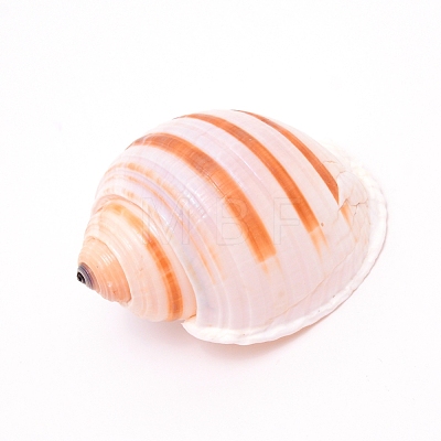 Natural Shell DJEW-WH0010-70-1