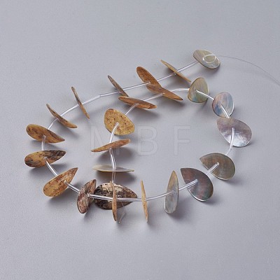Freshwater Shell Beads Strands SHEL-G011-10-1