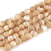 Natural Trochid Shell/Trochus Shell Beads Strands BSHE-T014-53-1