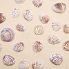 1 Box Scallop Seashells Clam Shell Dyed Beads with Holes for Craft Making 40-50pcs BSHE-YW0001-01-7