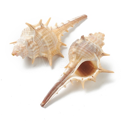 Natural Conch Shell Display Decorations AJEW-H126-10-1