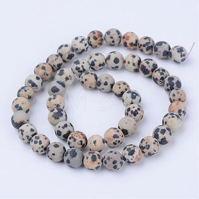 Natural Dalmatian Jasper Beads Strands G-Q462-10mm-05-1