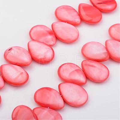 Natural Shell Beads Strands X-BSHE-P019-14-1