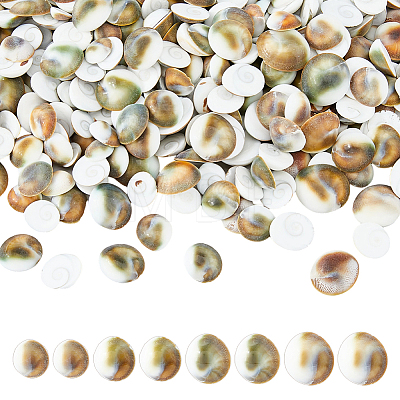 300Pcs Natural Shiva Eye Shell Cabochons SHEL-FH0001-28-1