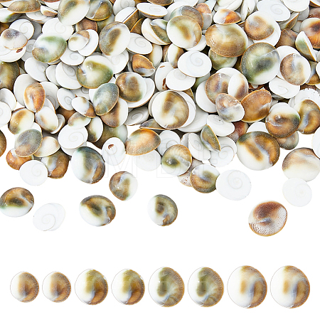 300Pcs Natural Shiva Eye Shell Cabochons SHEL-FH0001-28-1