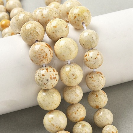 Natural Fossil Graduated Beads Strands G-F830-A03-01A-1
