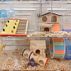 AHANDMAKER Pine Wood Hamster House DIY-GA0001-67-7