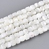 Natural Trochid Shell/Trochus Shell Beads Strands BSHE-T014-52A-01-1