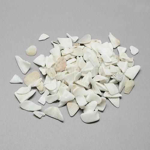 Natural Sea Shell Beads SSHEL-R036-016-1