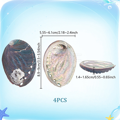 Natural Paua Shell Display Decorations DJEW-WH0042-148B-1