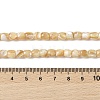 Natural Trochid Shell/Trochus Shell Beads Strands BSHE-H018-01-4