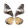 Translucent Resin Pendants Set RESI-G063-01D-1