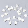 Natural White Shell Mother of Pearl Shell Charms SSHEL-N036-024-2