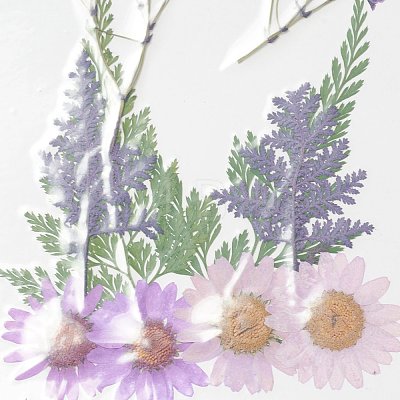 Pressed Dried Flowers DIY-H153-A03-1